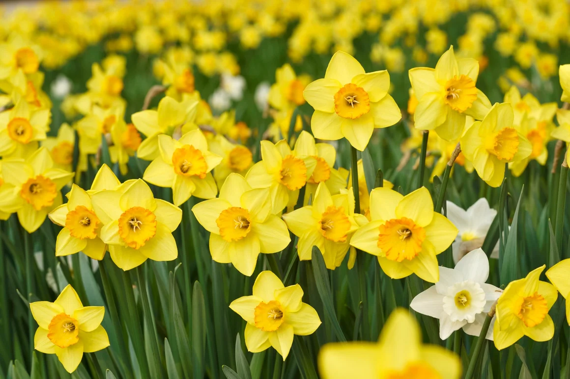 Feld mit gelben Narzissen